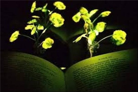 رشد گیاهان در تاریکی برای اولین بار ممکن شد