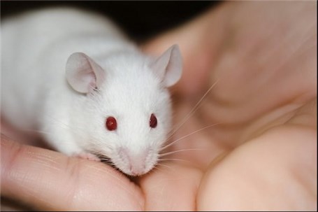 نانوربات تومورهای سرطانی موش ها را از بین برد