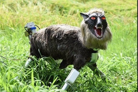 گرگ رباتیک از مزرعه ژاپنی ها محافظت می کند