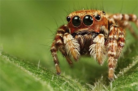 ساخت روبات‌های چابک با الهام از عنکبوت جهنده