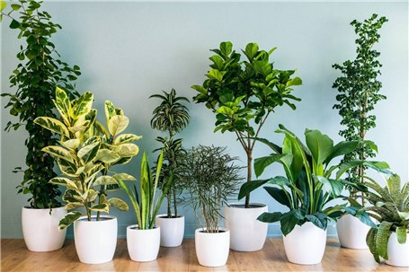 راهنمای خرید گل و گیاه‌های آپارتمانی