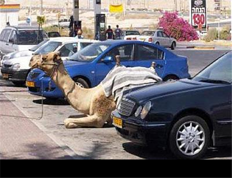 عکس: همنشینی با خودروها!