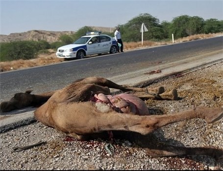 برخورد خودرو سواری با شتر در محور ایرانشهر دو کشته بر جای گذاشت