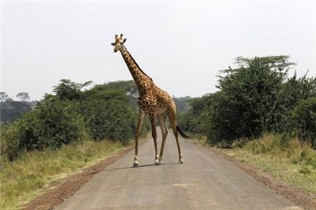 تصاویری دیدنی از عبور حیوانات در جاده ها