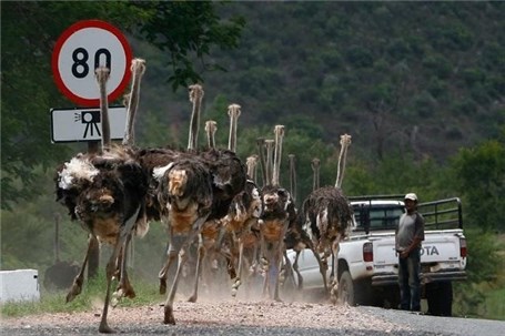 تصاویری دیدنی از عبور حیوانات در جاده ها