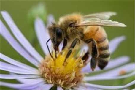 تاثیر خودروهای دیزلی بر حس بویایی زنبورها