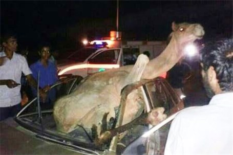 تصادف خودرو حامل افاغنه غیرمجاز با شترها