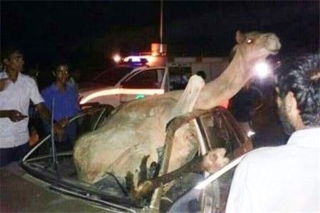 4 کشته در تصادف شتر با پراید
