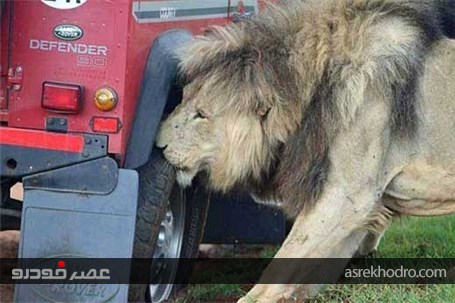 تصاویر حمله شیرهای گرسنه به خودروی گردشگران