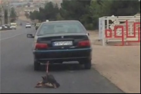 تکرار حیوان‌آزاری با خودرو این بار در تهران