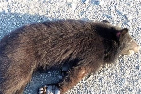 یک توله خرس سیاه بر اثر برخورد با خودروهای عبوری از بین رفت