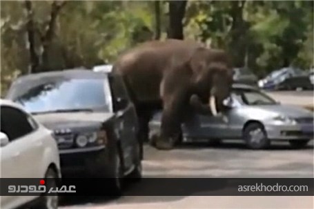 حمله فیل عاشق به ۱۵ خودرو در چین