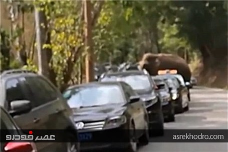 حمله فیل عاشق به 15 خودرو در چین