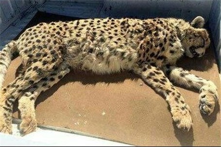 یک یوزپلنگ ماده ایرانی بر اثر تصادف جان باخت