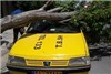 سقوط درخت نارون برروی خودرو +تصاویر