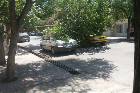 مصدوم شدن یک زن در اثر سقوط درخت روی خودرو در ساری