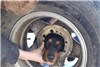 نجات سگ بازیگوش از داخل تایر توسط آتش نشانان + عکس