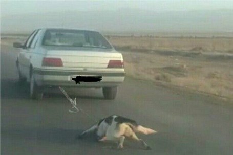 بستن سگ به خودرو در جاده اشتهارد