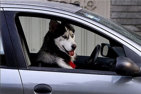 سگ گردی و استفاده از شیشه های دودی غلیظ در خودرو هم ممنوع است
