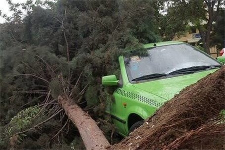 سقوط درخت روی خودرو بر اثر طوفان تهران