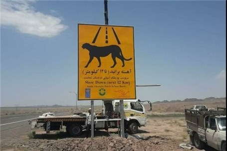 تابلوهای هشدار دهنده مسیر تردد یوز آسیایی در استان سمنان نصب شد