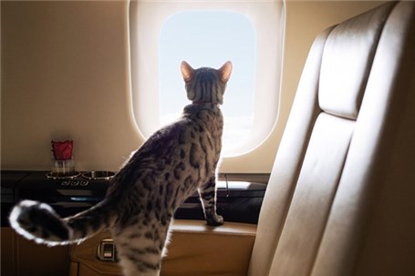آیا می‌توانیم در سفرهای هوایی حیوانات خانگی‌مان را همراه خود ببریم؟