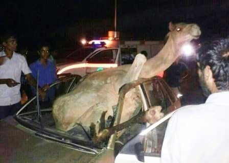 برخورد خودرو با شتر در خور و بیابانک 3 مصدوم برجا گذاشت