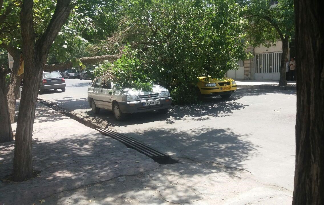 سقوط درخت روی دو خودرو در مشهد